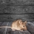 Rosslyn Mice Removal by AR1 Group LLC